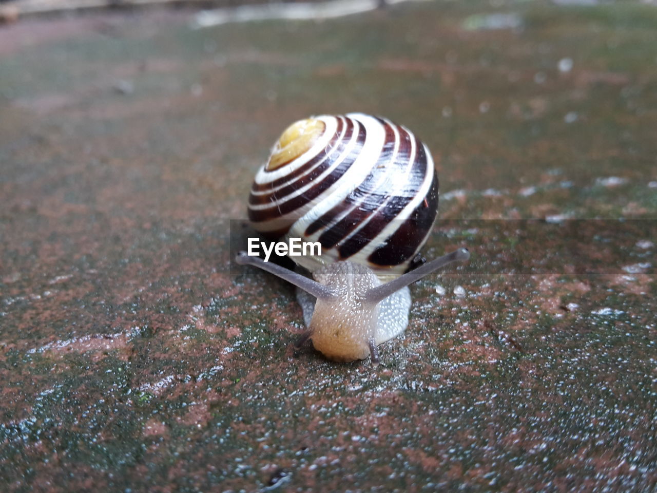 Close-up of snail on wet footpath