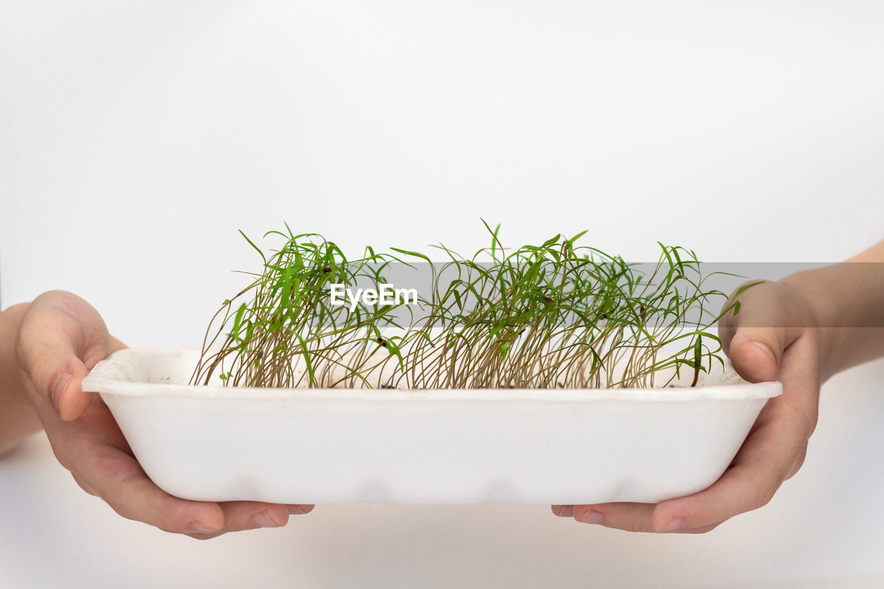 CLOSE-UP OF HAND HOLDING PLANT OVER WHITE BACKGROUND