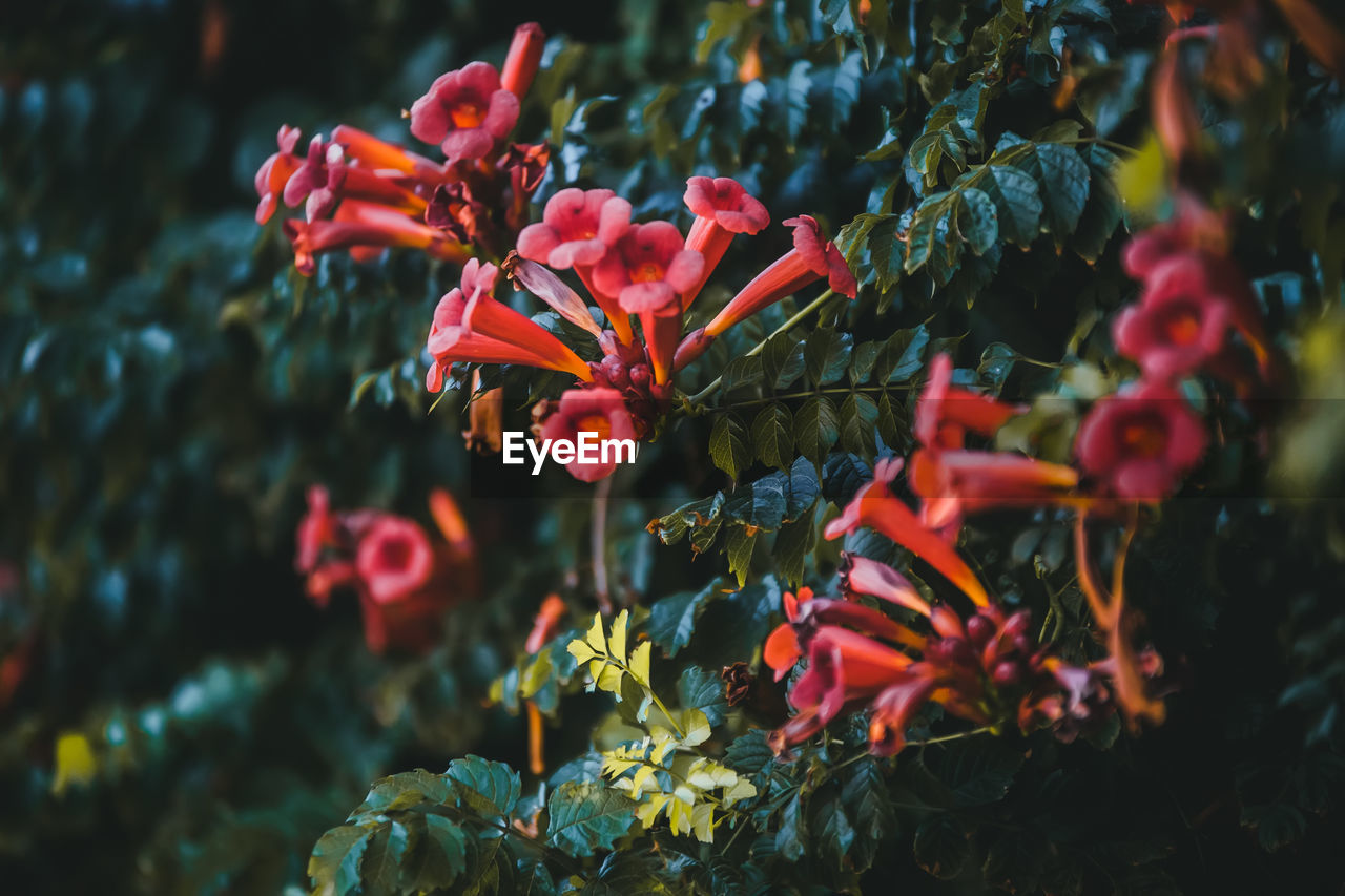 Close-up of red flowering plants