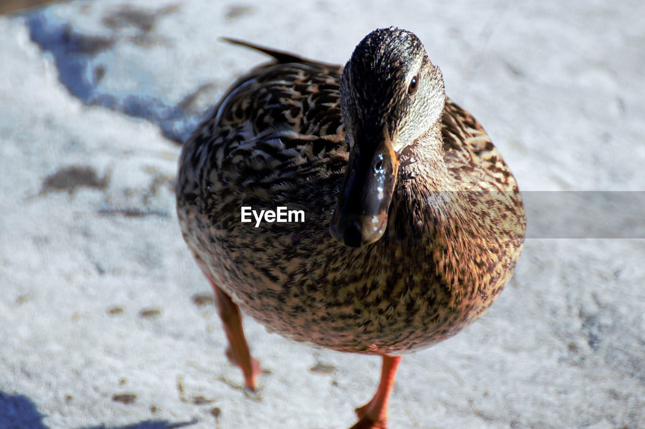 Close-up of mallard duck