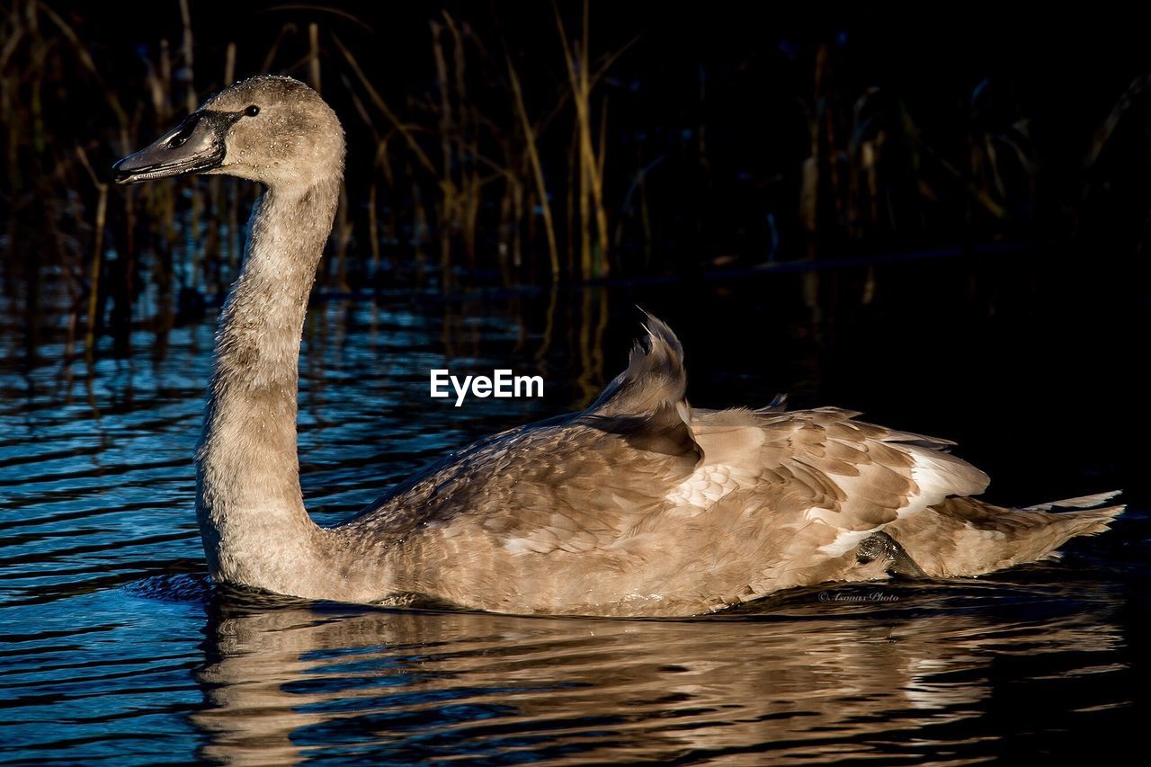 CLOSE-UP OF BIRD SWIMMING IN LAKE