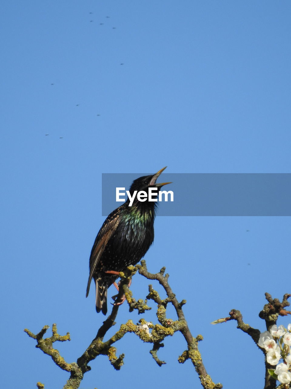 BIRD PERCHING ON A TREE