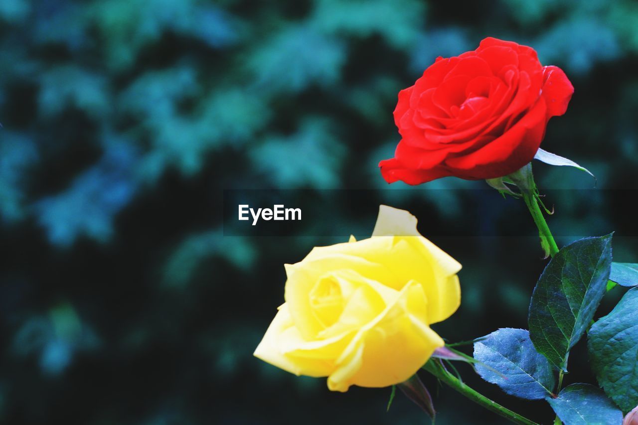 CLOSE UP OF ROSE