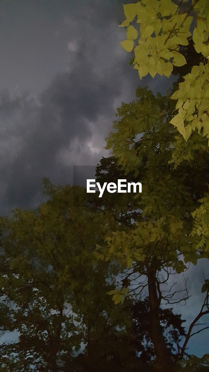 TREES AGAINST CLOUDY SKY