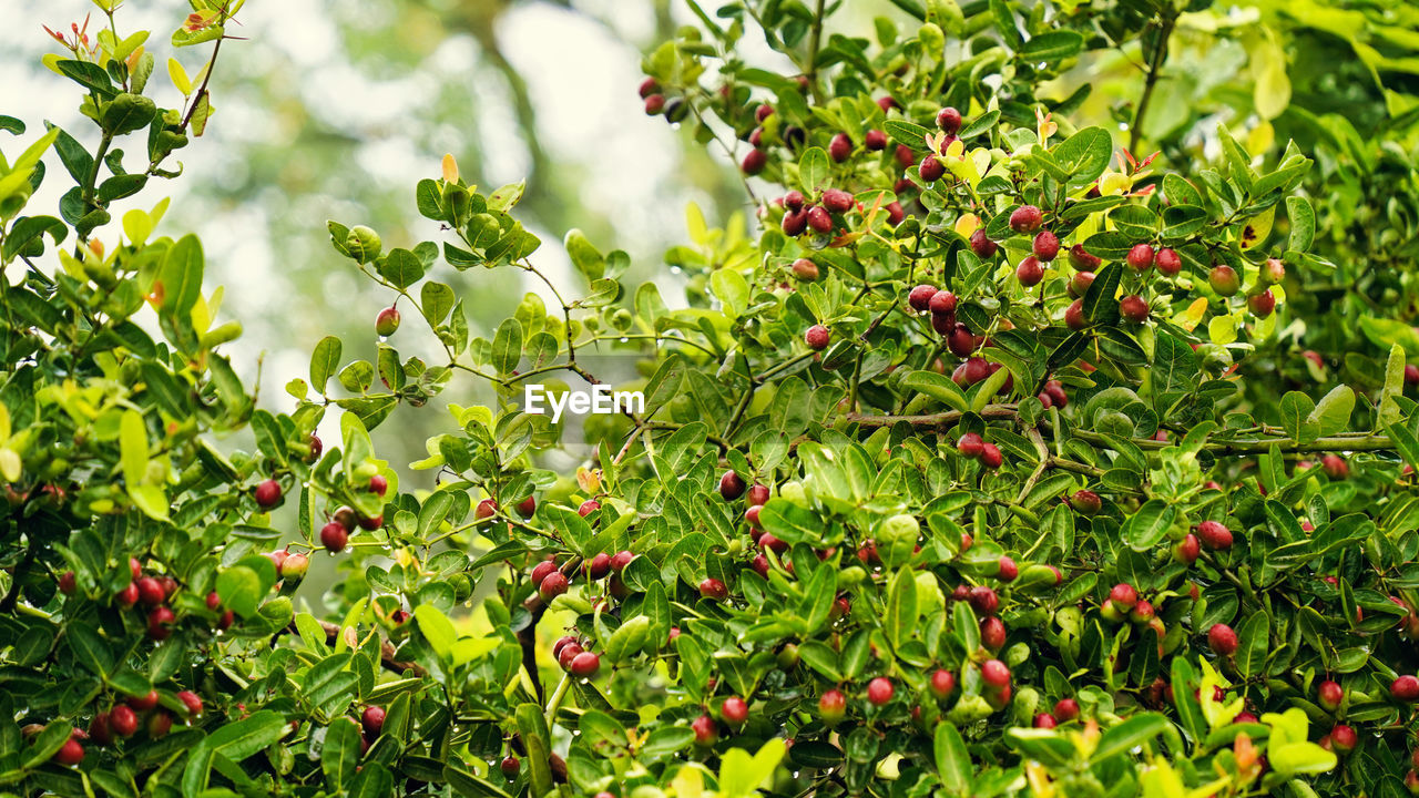 Colorful karonda or karunda fruit hanging from the tree with nature blurry background
