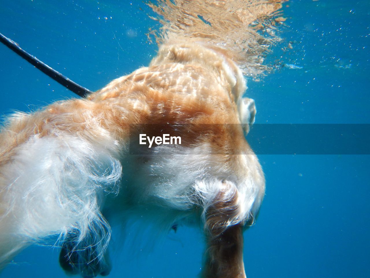 Close-up of dogs tail swimming in sea