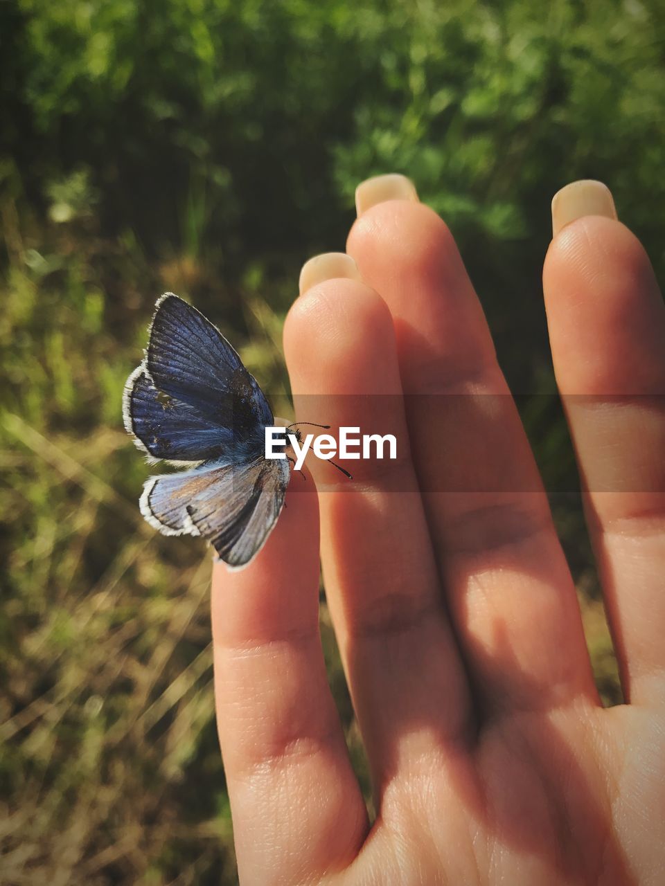 Close-up of butterfly on cropped hand