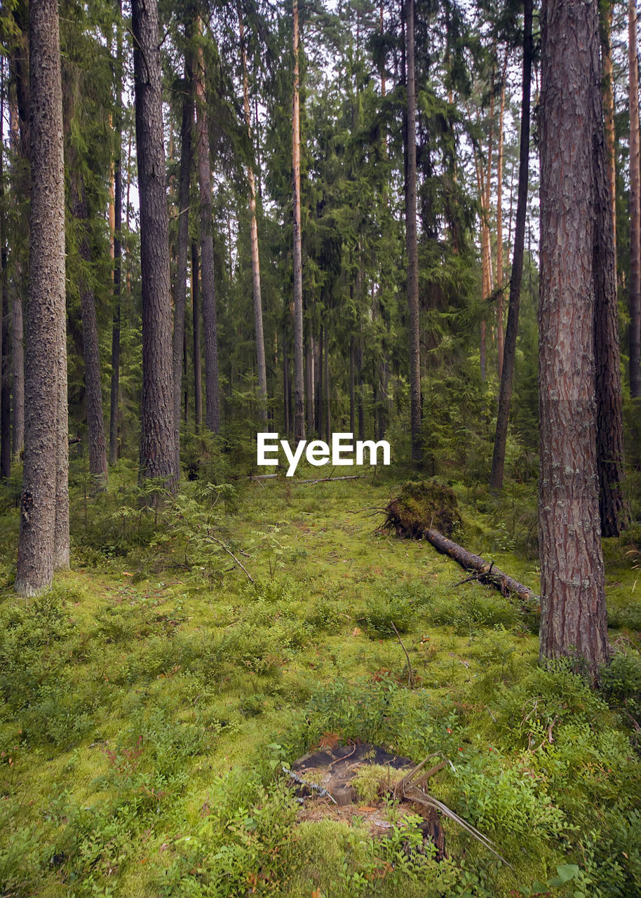 SCENIC VIEW OF TREES IN FOREST