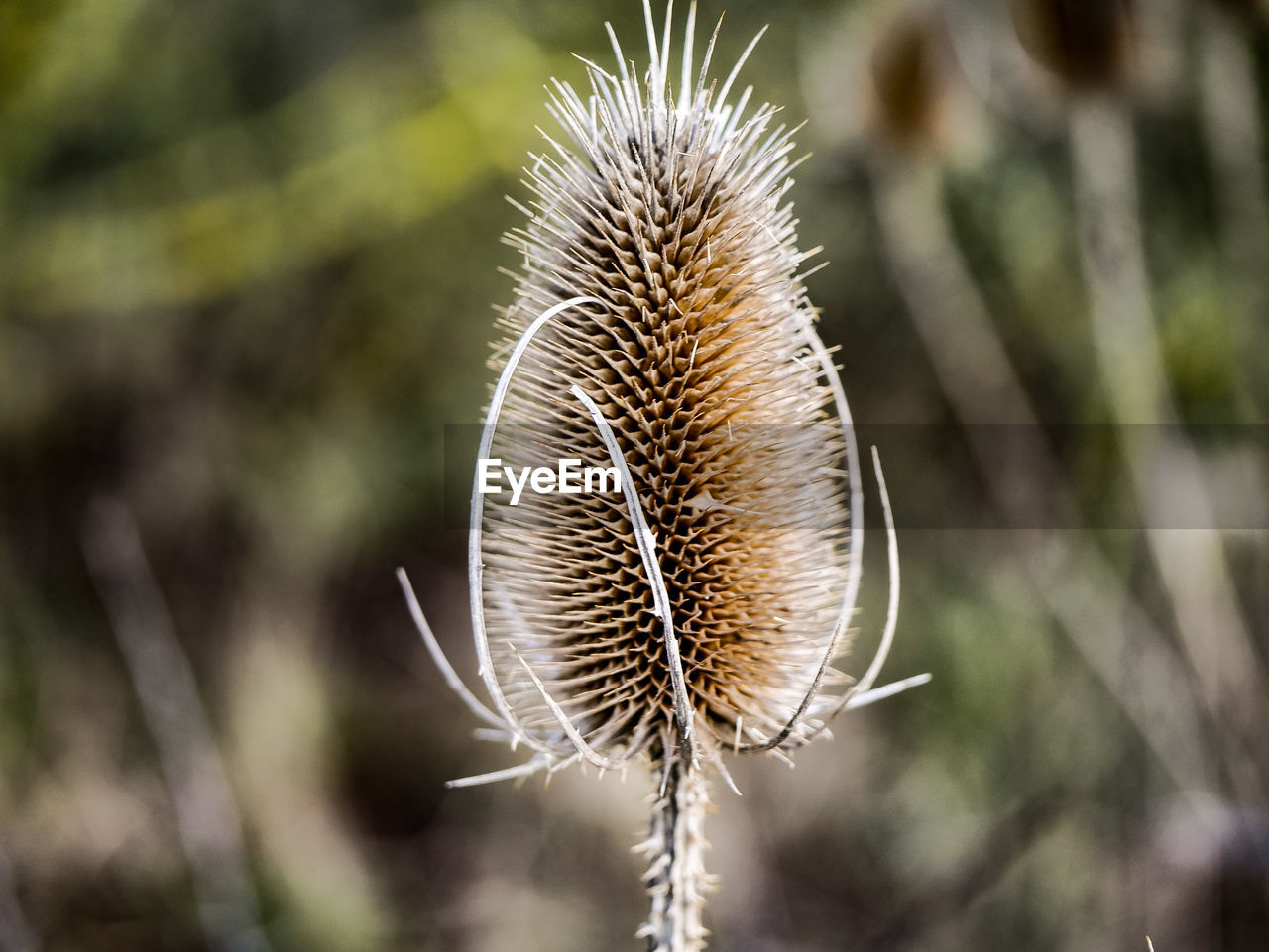 CLOSE-UP OF DRIED THISTLE PLANT