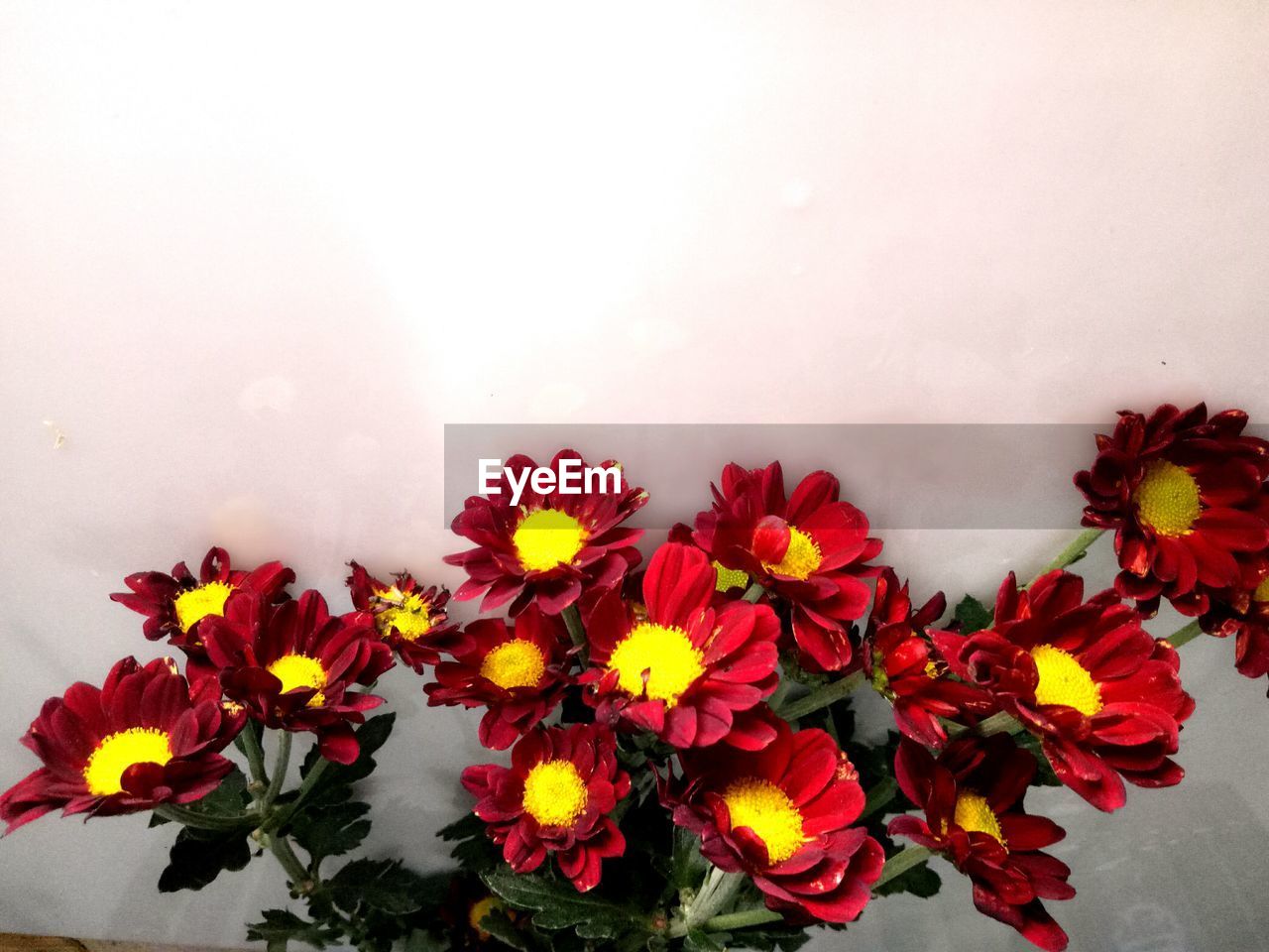 CLOSE-UP OF YELLOW FLOWERS BLOOMING AGAINST WALL