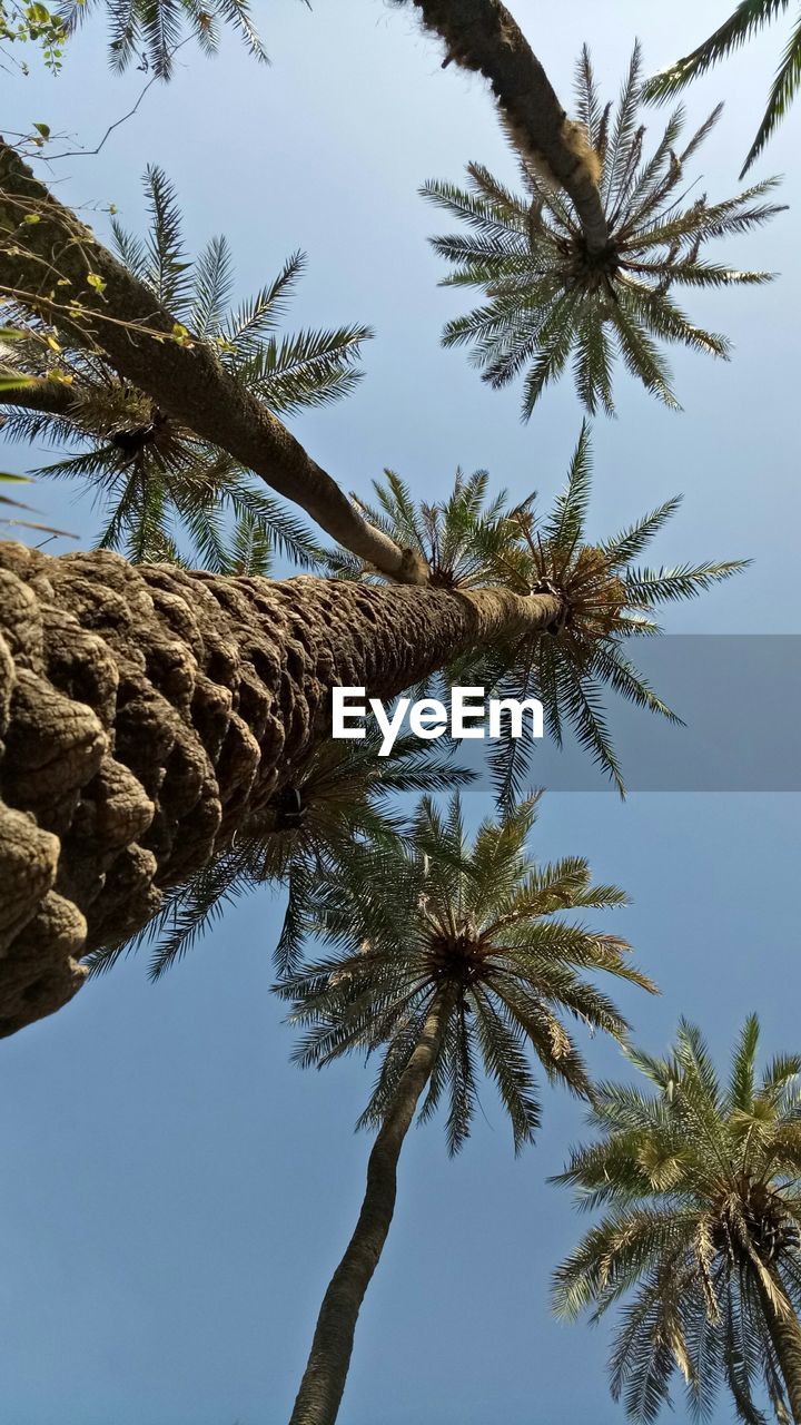 Low angle view of coconut palm tree against clear sky