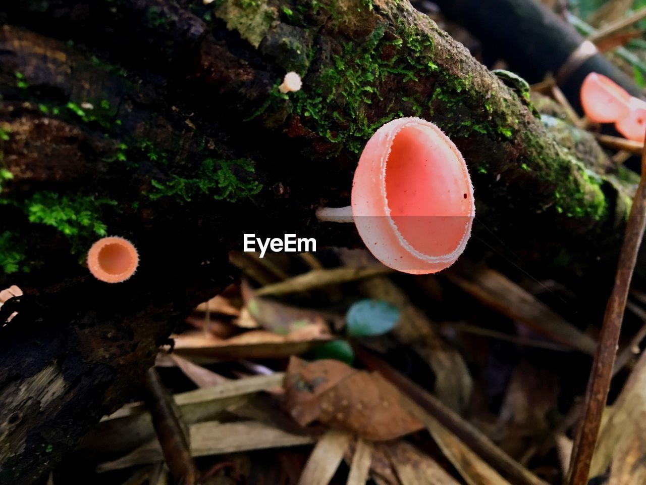 CLOSE-UP OF MUSHROOM GROWING ON FIELD