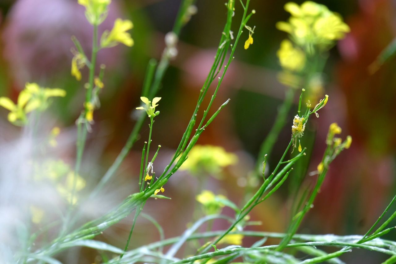 CLOSE-UP OF FRESH GREEN GRASS IN PLANT