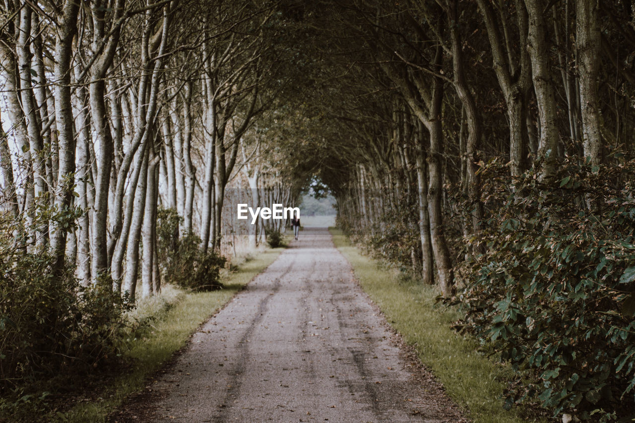 Road amidst trees in forest