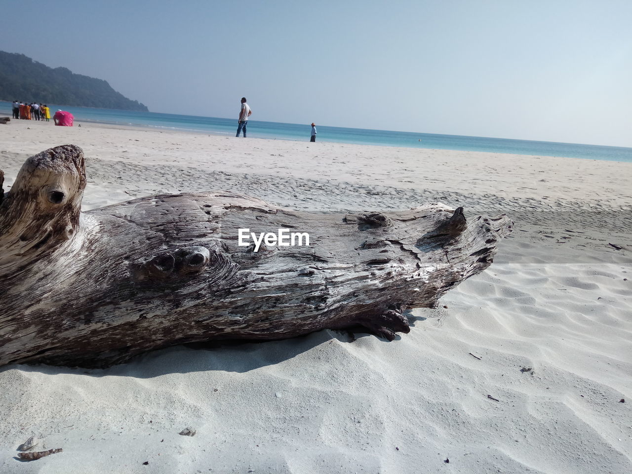 VIEW OF DRIFTWOOD ON BEACH