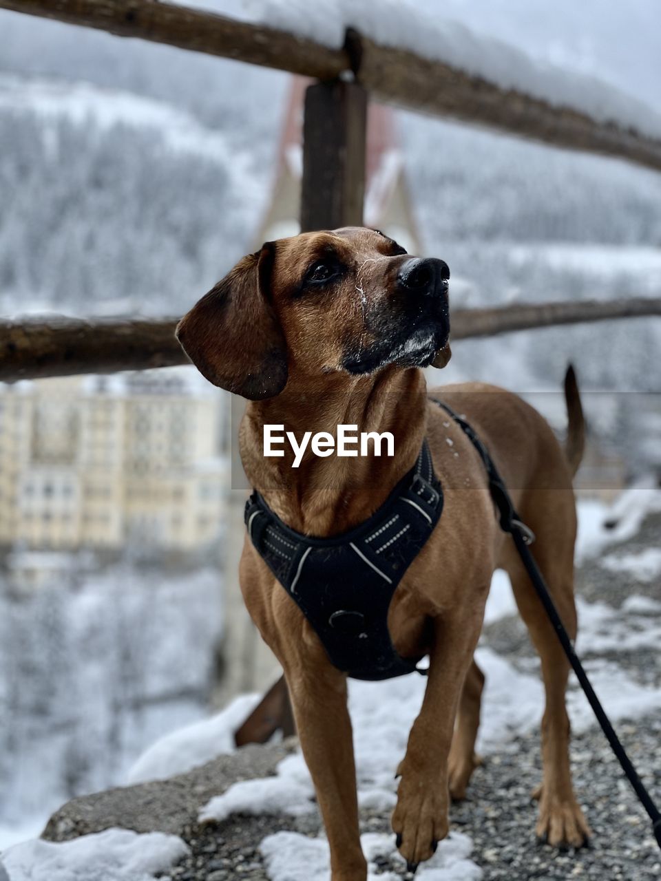 Dog looking away on snow