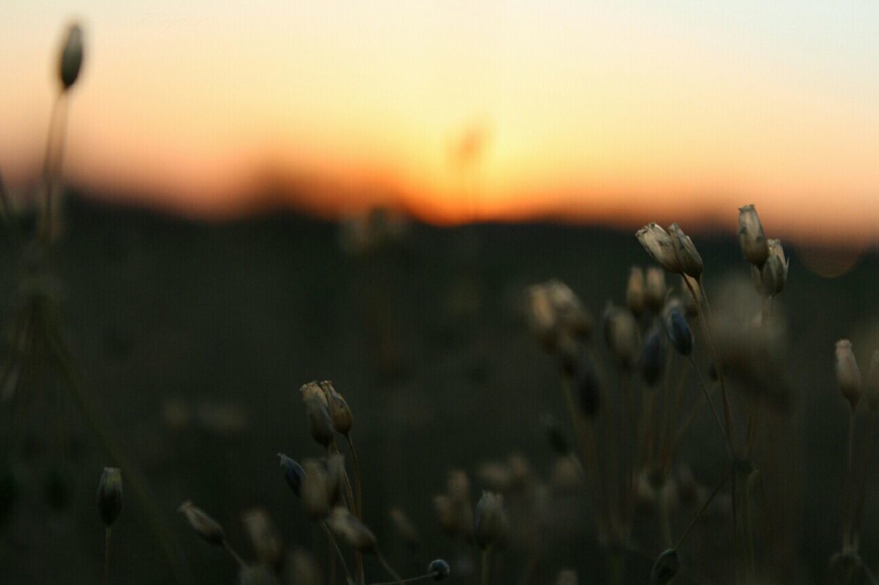 Close-up of plants growing on field during sunset