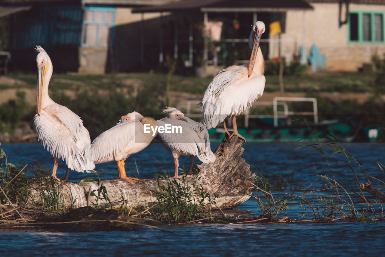 Birds perching on a lake