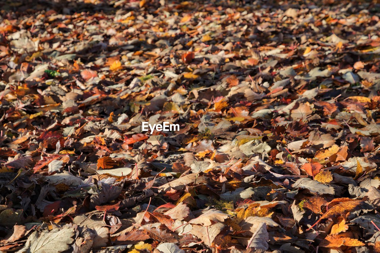 Ground covered by golden brown leaves in winter