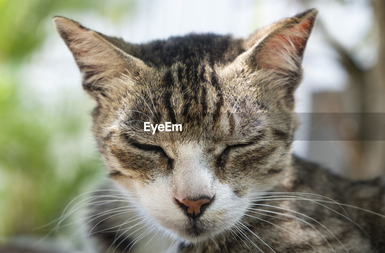 Close-up of a cat with eyes closed