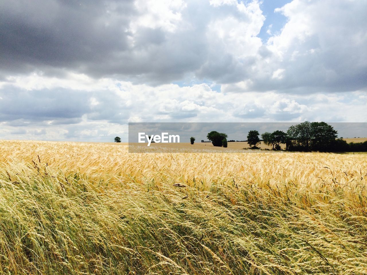 Scenic view of grassy field against cloudy sky