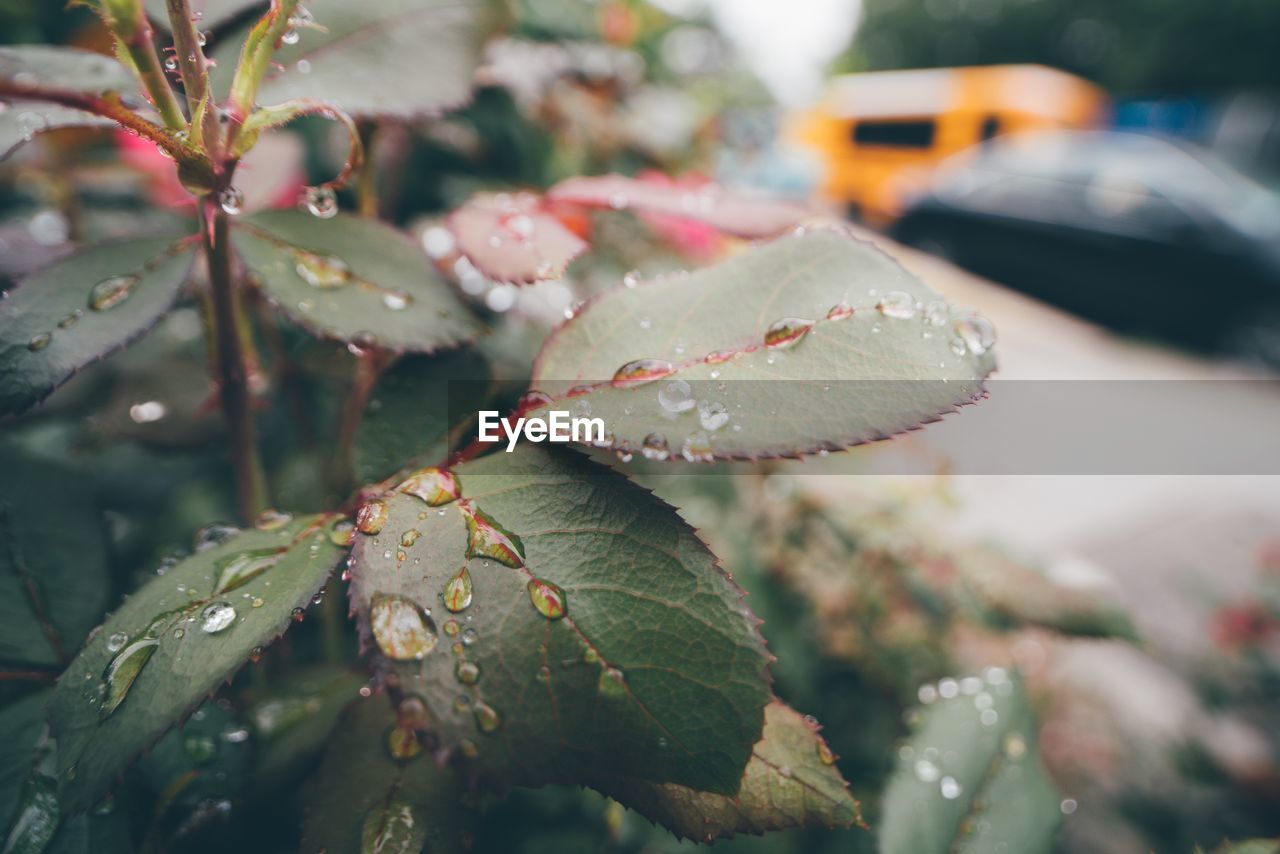 Close-up of raindrops on leaf