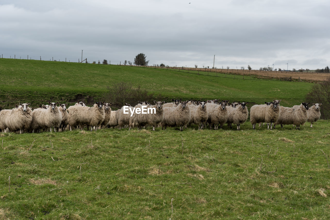 VIEW OF SHEEP ON FIELD