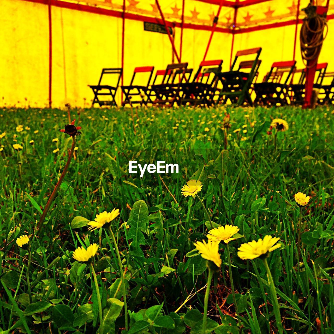 Yellow flowers blooming on field