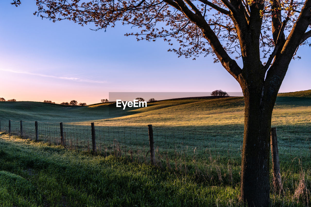 Field at sunrise 