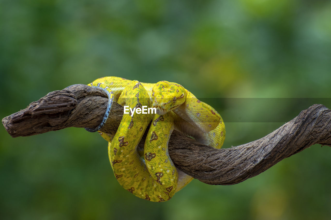 Close-up of yellow phyton snake