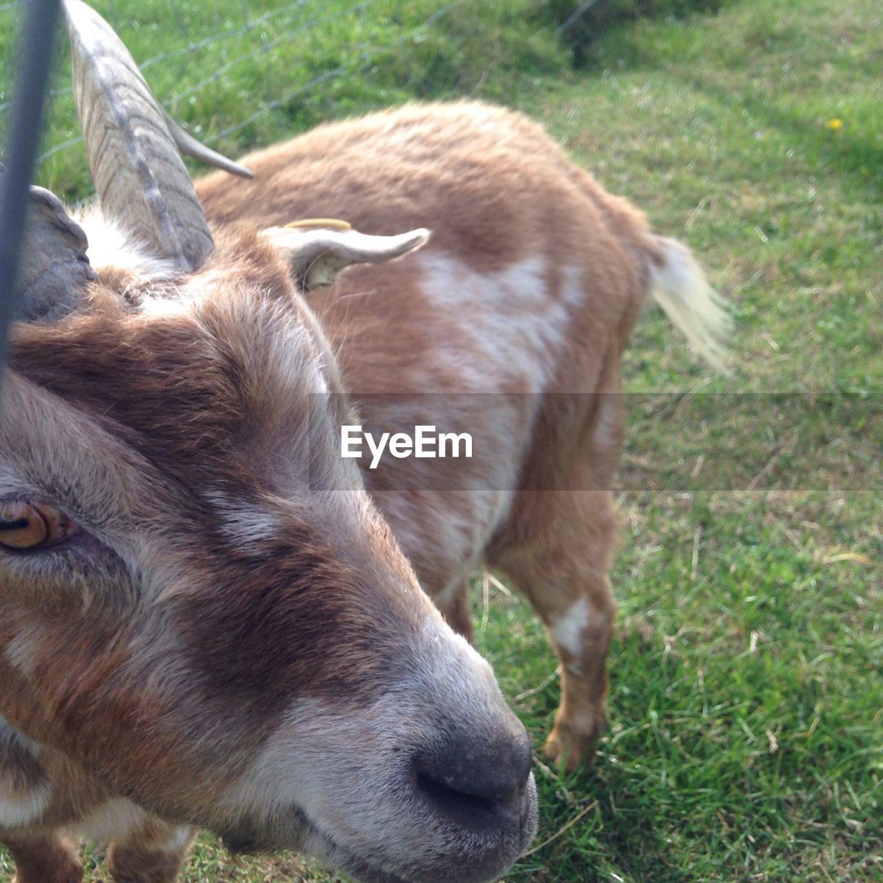 CLOSE-UP OF COW ON GRASS FIELD