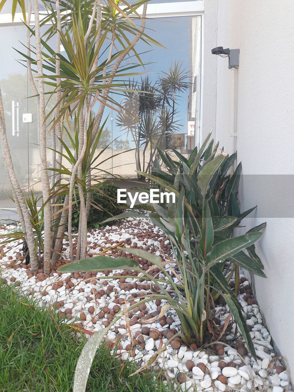 CLOSE-UP OF POTTED PLANT AGAINST BUILDING