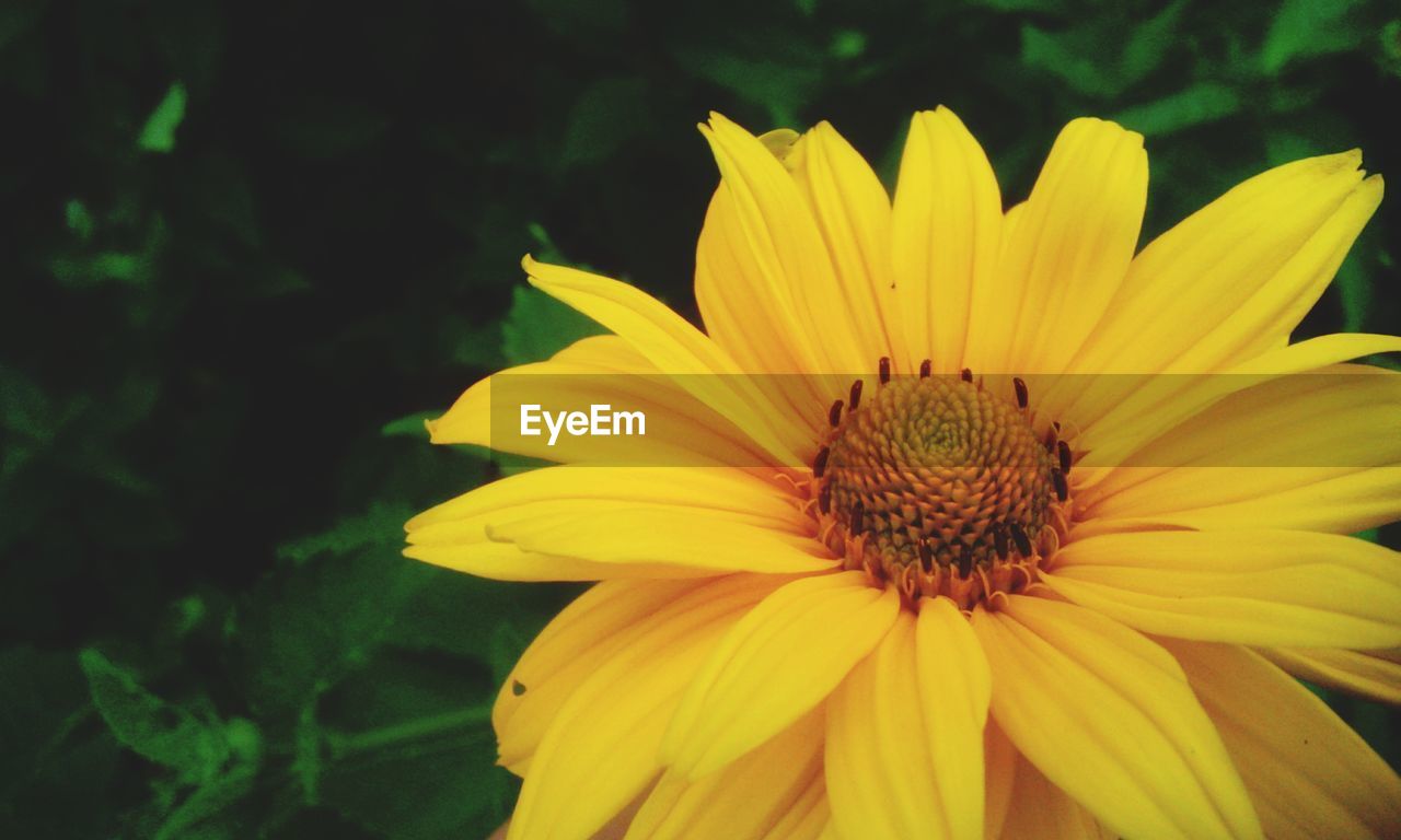 Close-up of yellow flower