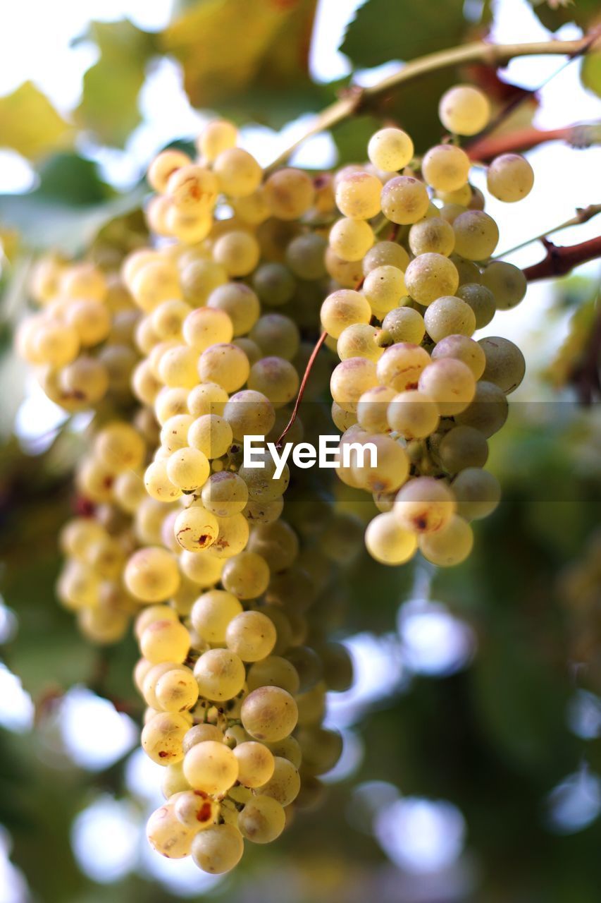 CLOSE-UP OF GRAPES HANGING ON VINEYARD