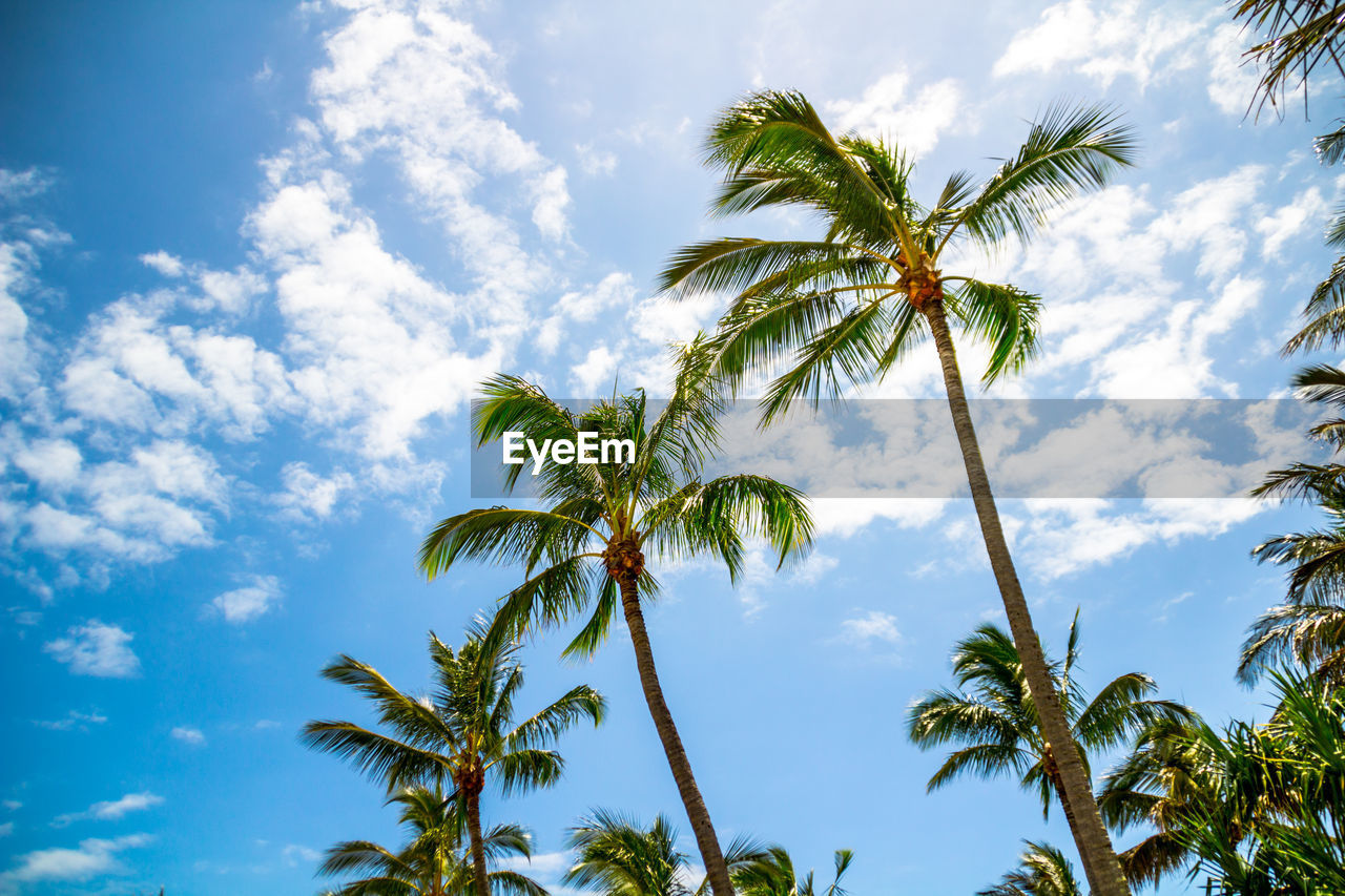 Low angle view of palm trees against sky