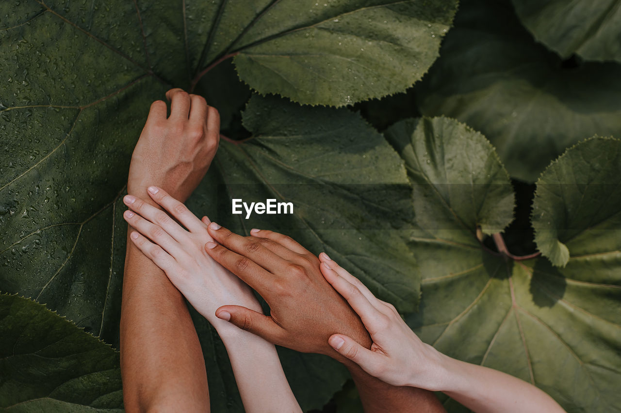 Close-up of hands over plants