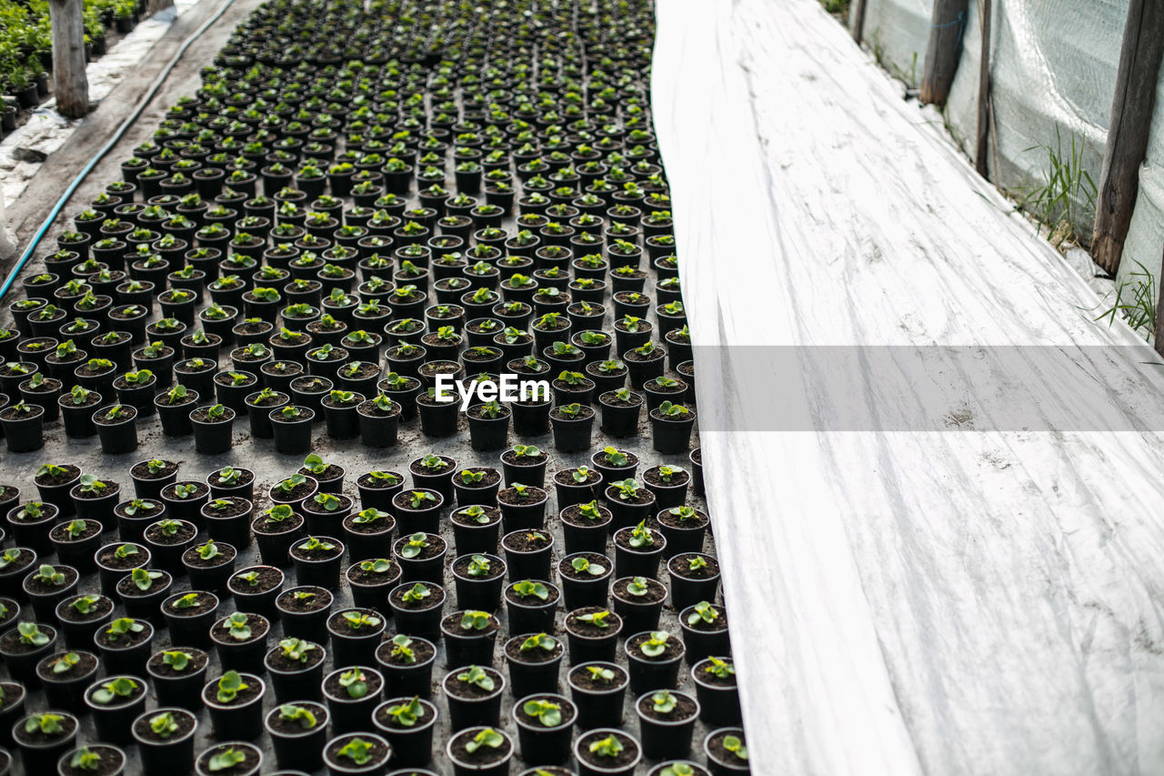 High angle view of potted plants in greenhouse