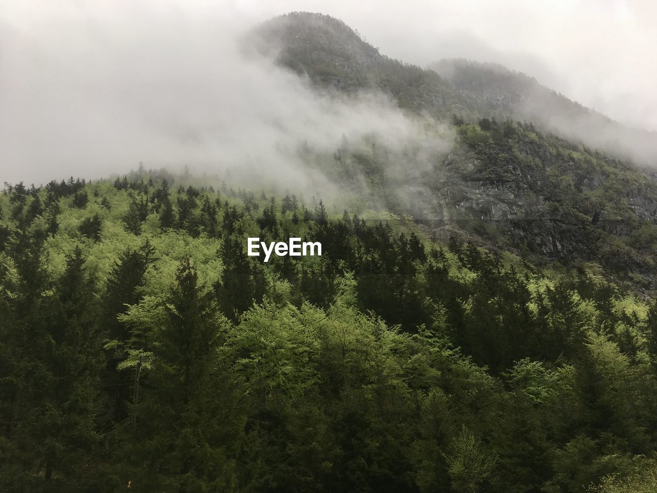 TREES IN FOREST AGAINST SKY