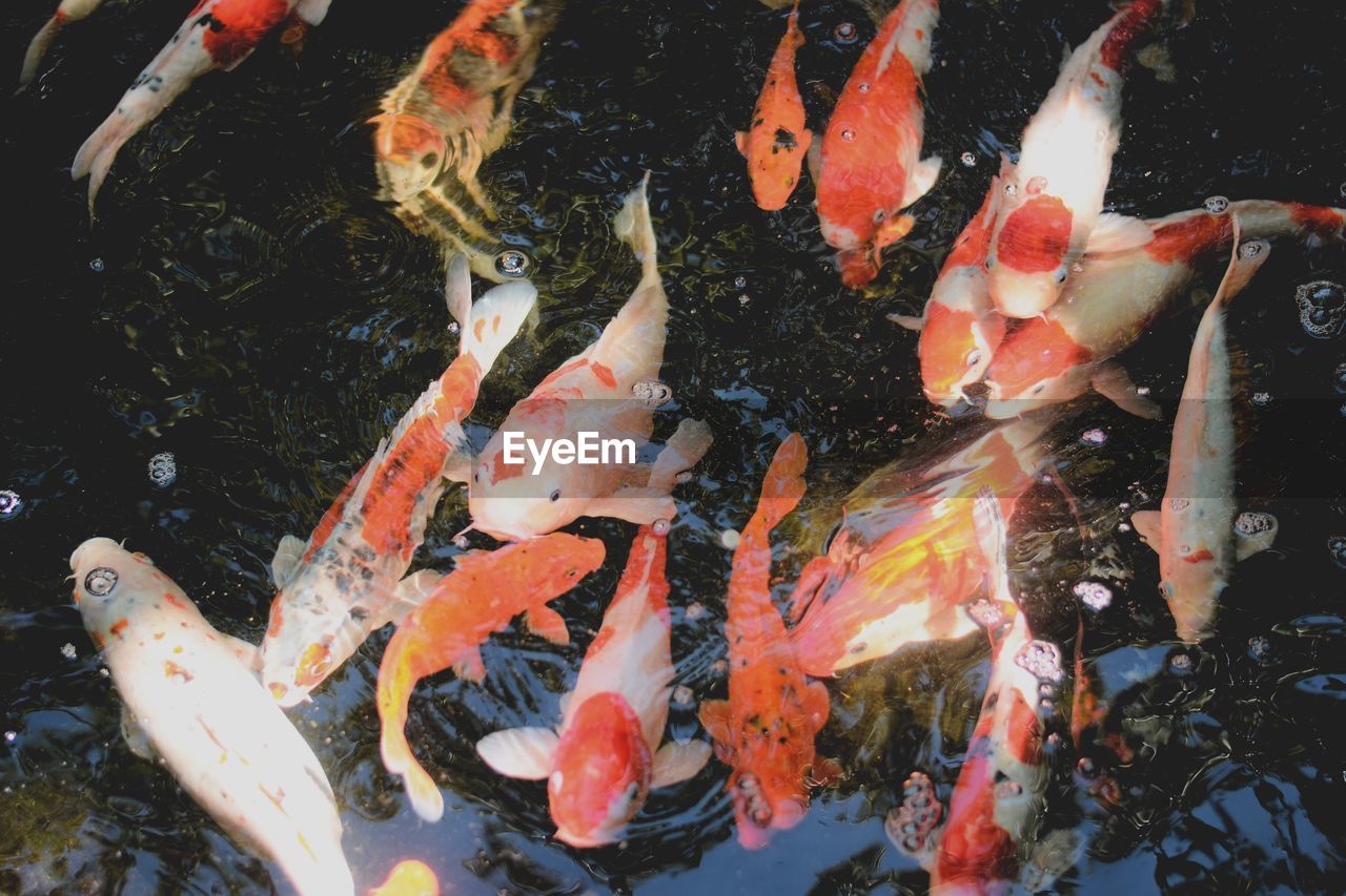 VIEW OF KOI FISH IN WATER