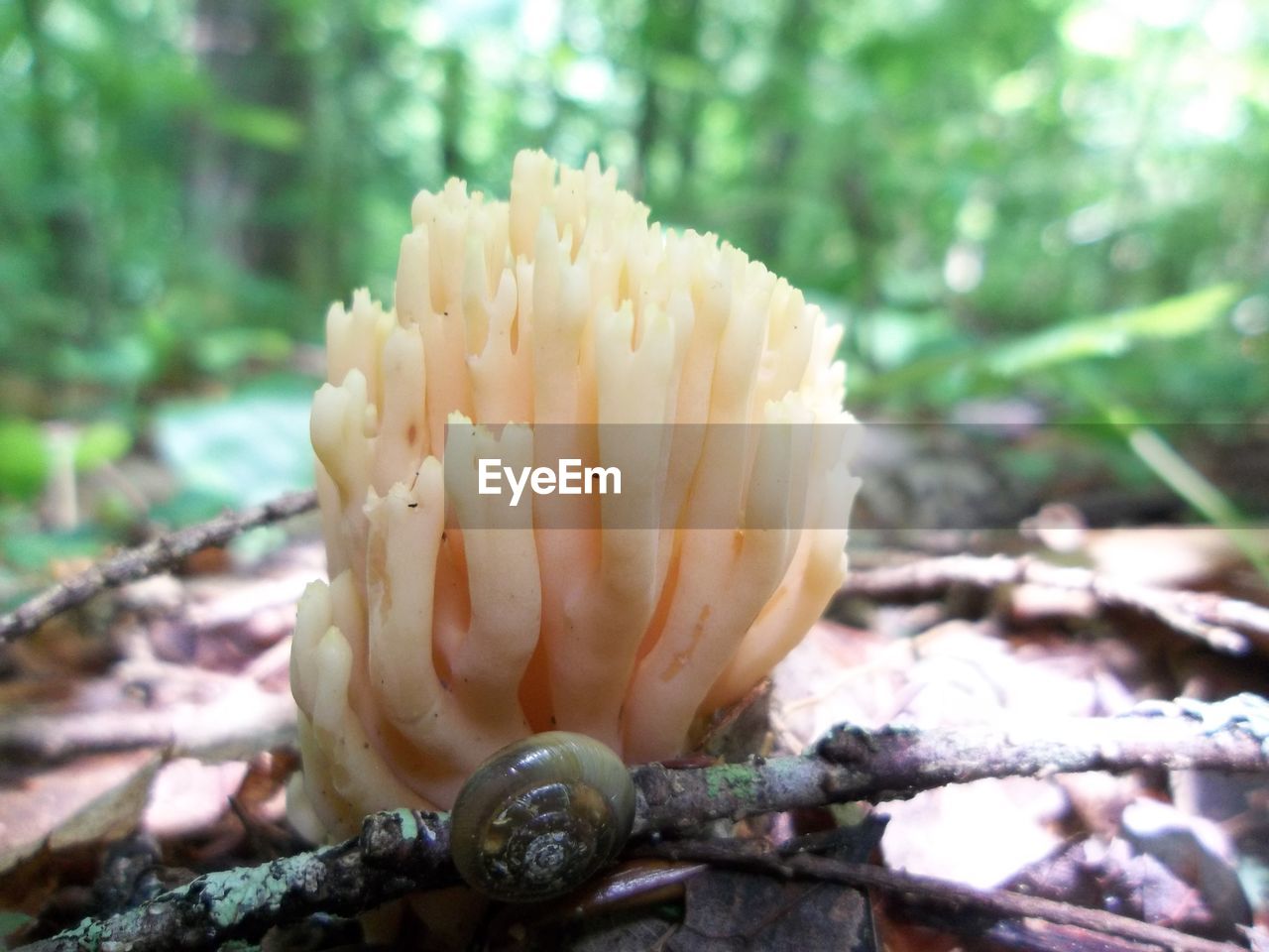 CLOSE-UP OF MUSHROOM GROWING ON TREE