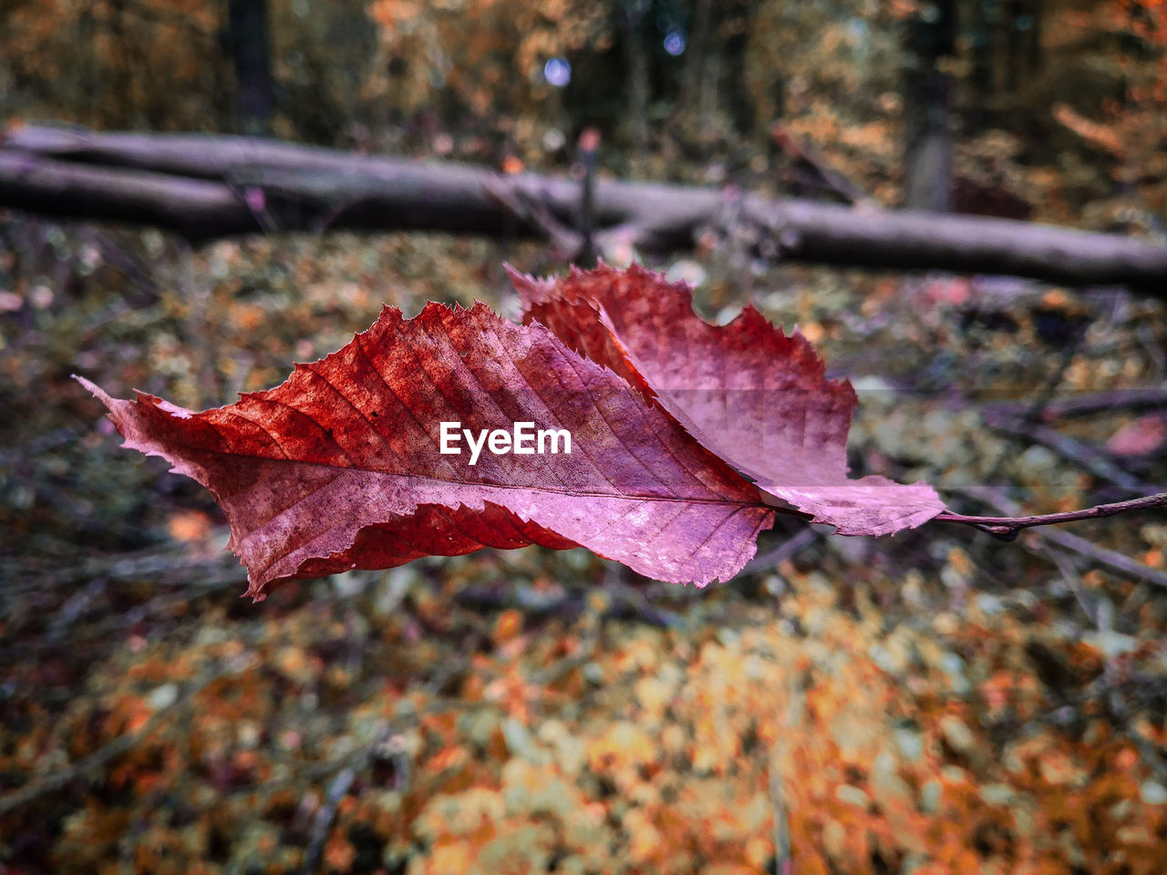 Close-up of maple leaf on autumn leaves