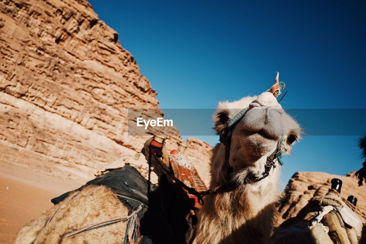 Low angle view of animal on rock against sky