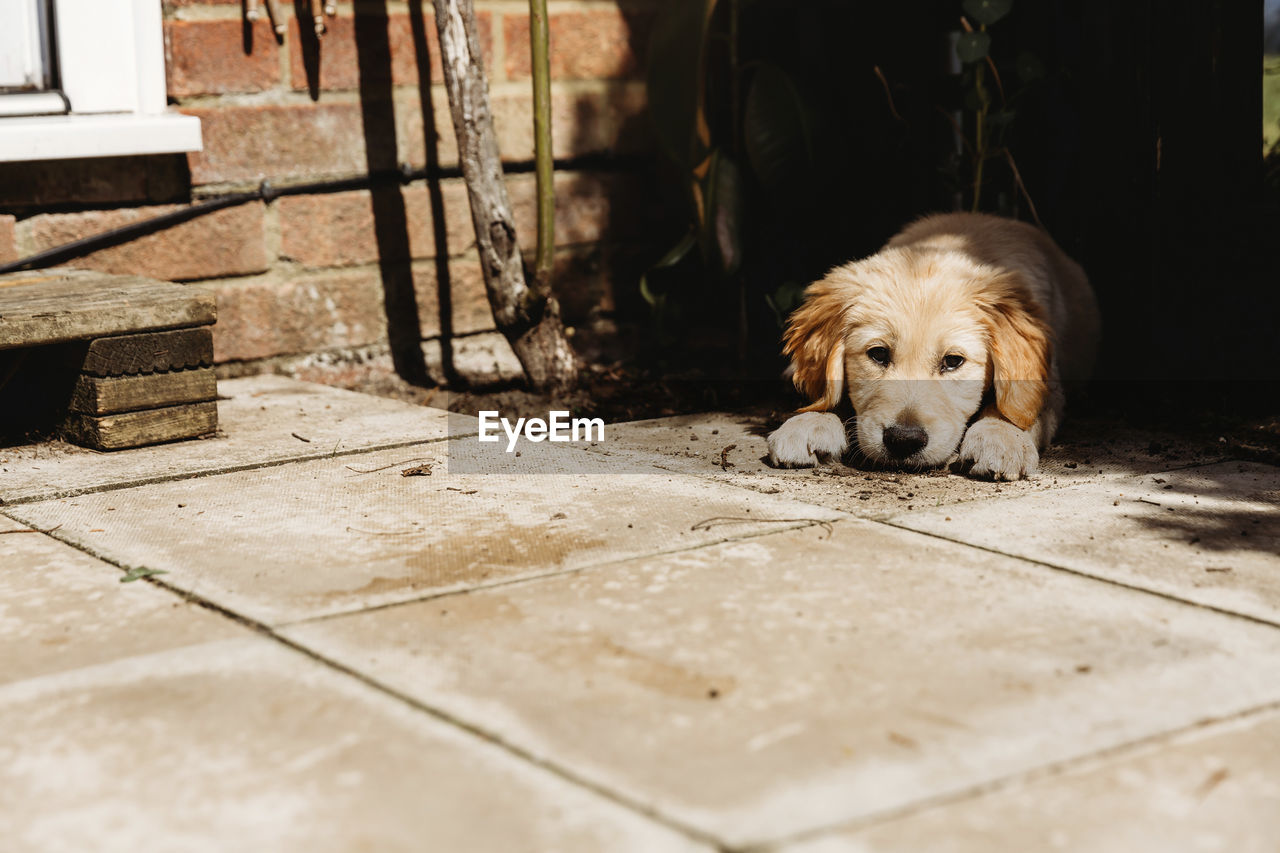Cute golden retriever labrador puppy lying down on patio