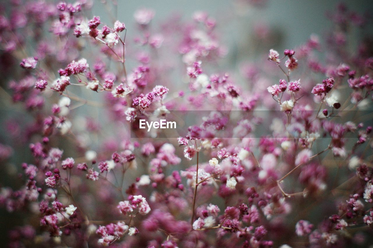 Close-up of pink flowers