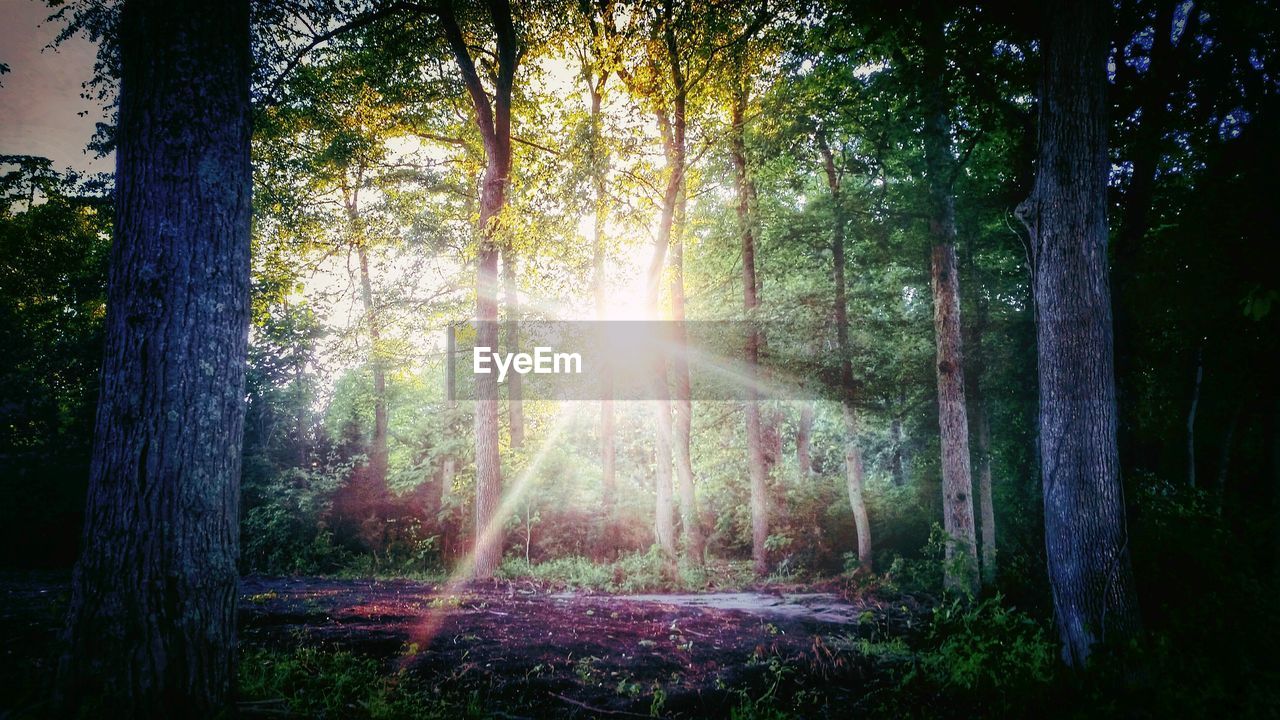 Sunlight coming through trees in forest