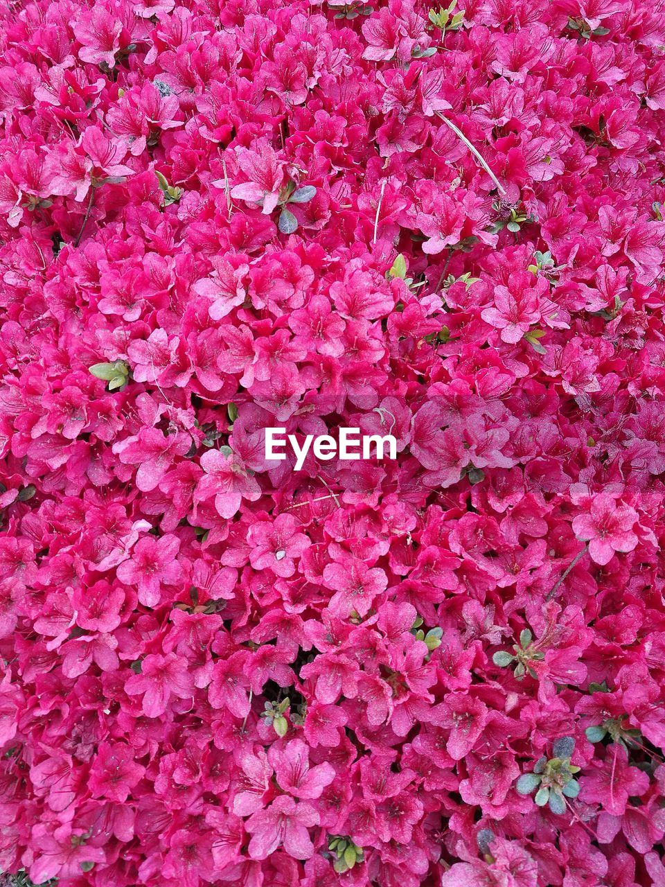 Pink flowers blooming outdoors