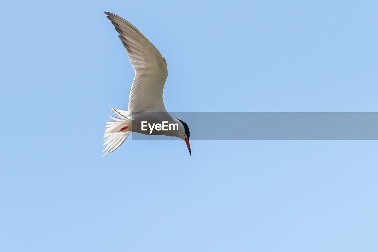 Low angle view of tern hovering in the sky