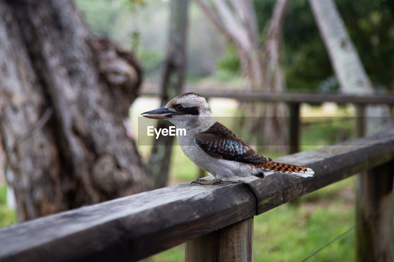 This amazing kookaburra shouts like a monkey at night