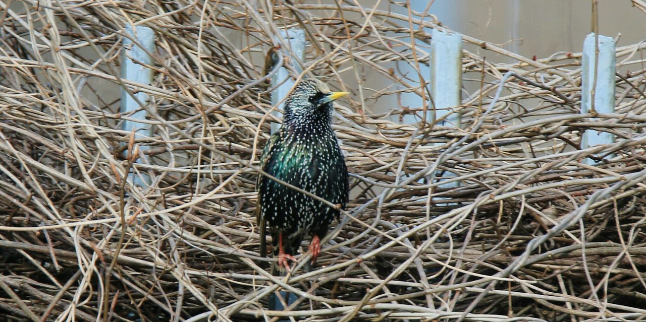 animal themes, bird, one animal, animals in the wild, animal wildlife, nature, no people, day, outdoors, perching, beauty in nature, close-up