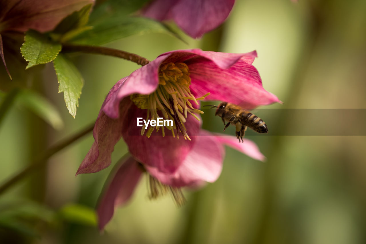 Close-up of bee pollinating on purple flower